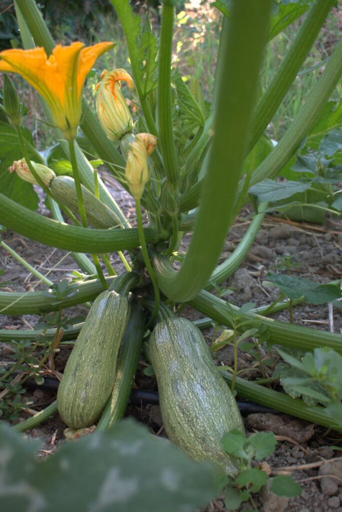 Galleria zucchine biologiche massaru peppi