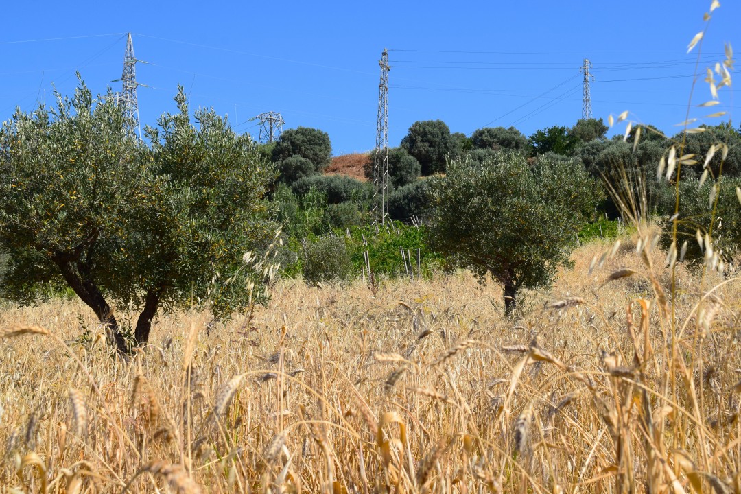 Galleria campo di grano 2