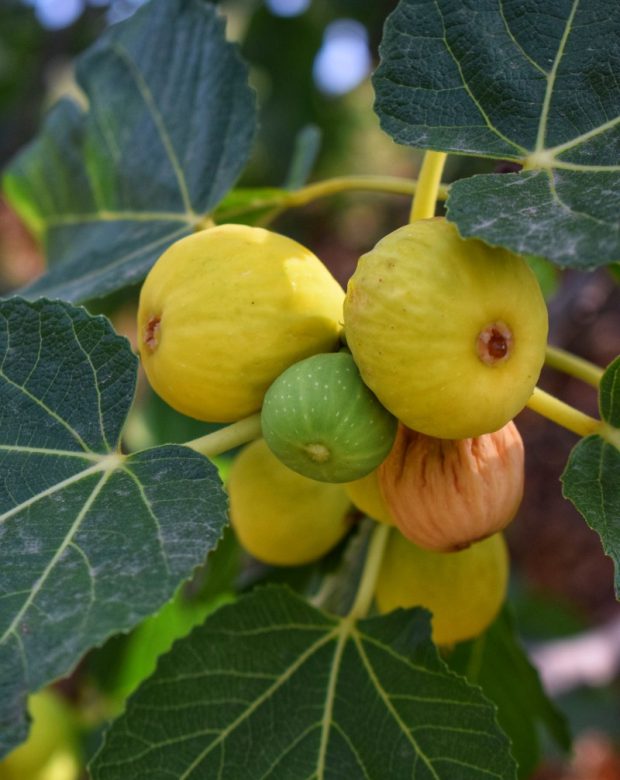 I Nostri Prodotti Fico fresco biologico calabrese sull'albero Massaru Peppi