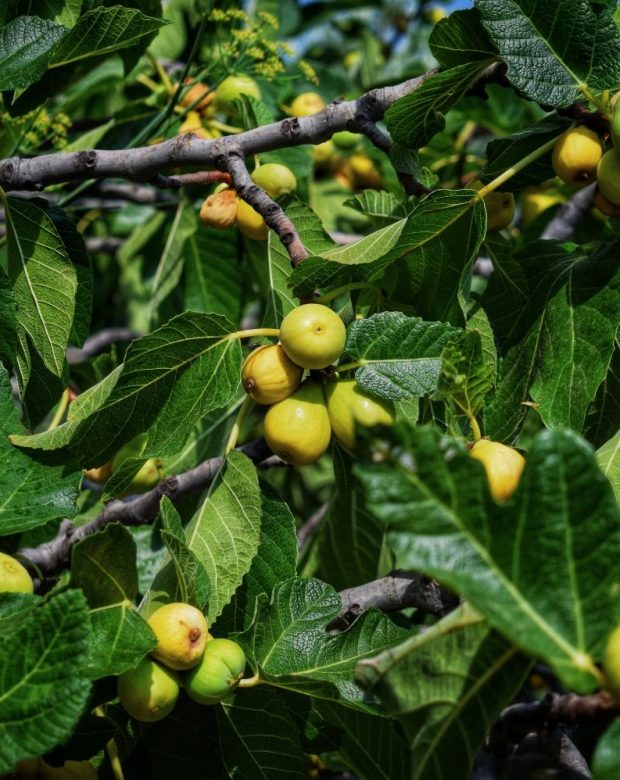 I Nostri Prodotti Fichi biologici sull'albero prima della raccolta nell'azienda agricola Massaru Peppi a Stilo